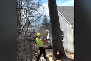 これはプロ。パーフェクトな仕事をやってのけた木こりの動画が人気に。