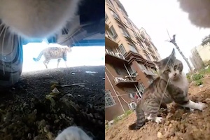 【ネコ】猫が猫を追いかける猫チェイスカメラの映像が楽しい。