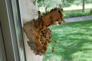 【動画】ミツバチが好きすぎて部屋の中に観察用の巣箱を設置してしまった男性。