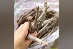 【動画】この食材は何だ？奇妙な生き物を唐揚げにする中国の食べ物。