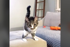 【ネコ】両前足が無くてもとっても元気なネコちゃんの映像。