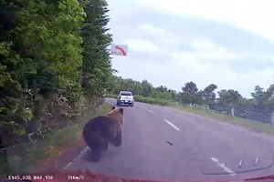 【動画】道道93号線を走行中にデカい熊に遭遇してしまうドラレコにビビる。