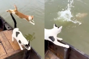 【動画】嘘だろお前！豪快に川に飛び込むネコとそれを見て驚くネコ。
