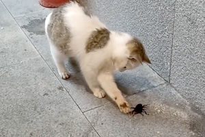 【ネコ】危険なあの黒い昆虫にちょっかいを出してしまった子猫ちゃんの末路。