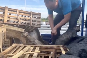 【中国】違法なネコ運搬トラックを襲撃してネコちゃんたちを開放する男。