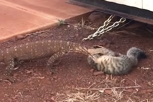 【動画】オーストラリアではネコがトカゲに食われてしまう事があるらしい。