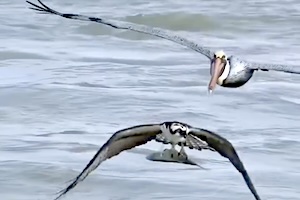 【動画】空中で食べ物を奪おうとするペリカンｗｗｗｗｗｗｗ