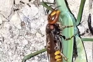 【動画】スズメバチを食べるカマキリを食べるスズメバチ(@_@;)