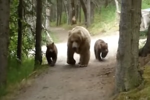 ある日、森の中でクマさんの家族に出会ってしまったハイカーの動画。