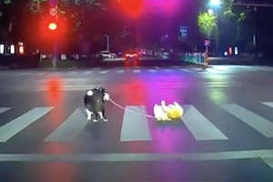 【イヌ】横断歩道の途中で駄々をこねる犬に散歩され中の犬(*´д｀*)