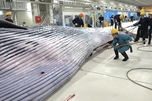 【動画】日本の捕鯨母船「関鯨丸」によるナガスクジラのさばき方。