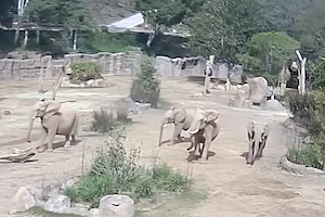 地震発生時に円陣を組んで若いゾウを守るアフリカゾウが撮影される。