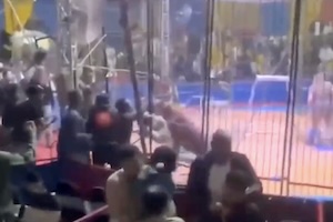 左腕切断。サーカスのスタッフがホワイトタイガーに襲われる事故の映像。