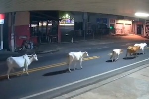 【動画】ブラジルのサッカー選手、牛と衝突して亡くなる。 【動画】ブラジルのサッカー選手、牛と衝突して亡くなる。