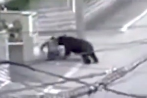 【恐怖】 札幌市で男性がヒグマに襲われた事件の映像。肋骨6本骨折、140針縫う怪我。