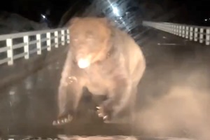 北海道で巨大な熊に襲われたラパン乗りの動画が怖すぎて泣いちゃうレベル。