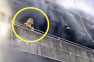 3階からポメラニアンをポイ!ポイ!落として火災現場から冷静に脱出した女性の映像。 3階からポメラニアンをポイ!ポイ!落として火災現場から冷静に脱出した女性の映像。