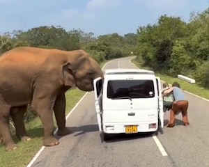 【動画】 スズキ・エブリイ乗りさん、巨大生物にドアを引きちぎられてしまう(@_@;)