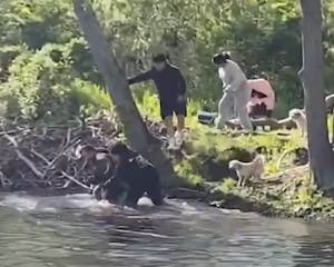 【動画】 ピクニック中の家族とビーバーの戦いが映像に撮られる(゜o゜)