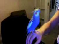 オウムさんだって訓練すればビートボックスとか出来ちゃうんです！