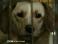 犬を食べるという事　韓国の犬食文化について取材したBBCニュースの映像