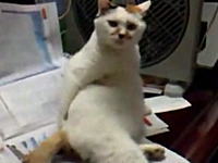 仕草が完全におっさんなニャンコ。これ中に小さなおっさん入ってるだろｗｗｗ