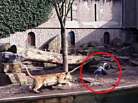 動物園で檻の中のライオンが侵入者を狩る瞬間が撮影される。ターゲットは鳥