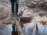 一本橋の水溜りを避けて渡るネコちゃんが可愛い。肉球を濡らしたくないネコ