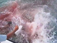 血で染まる海。釣ったターポンがボート近くで2匹のオオメジロザメに奪われる