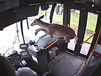 凄い衝撃。バスのフロントガラスを突き破った鹿さんの映像。大パニック(´･_･`)