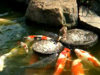 池の錦鯉に餌を与えているアヒルの赤ちゃん。餌付けダックかわゆす(*´Д`)