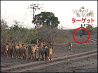 もはやリンチ。20頭のライオンが一頭のバッファローに襲い掛かる。捕食動画