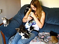 ほのぼの。子猫がたくさんいるご家庭の幸せな悩み事ビデオ。幸福の猫動
