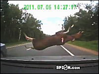 対向車に跳ね飛ばされた野生の鹿がフロントガラスを直撃する衝撃ドラレコ