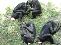これは18禁。動物園のお猿さんのレズプレイが子供に見せられないレベル。