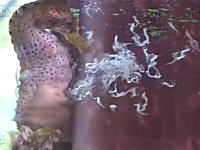 珍しいタツノオトシゴ（♂）の出産シーン　勢い良く吐き出されるミニタツノオトシゴ