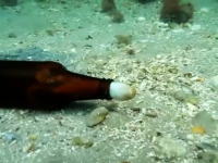 海底に沈んだビール瓶から出てきた驚きの海のエイリアン。オクトゥーパス！