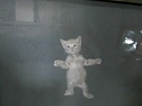 網戸を登る子ネコを内側から撮影したら可愛い動画。ミャー！「入れてよ！」