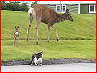 ワンコぼっこぼこ(@_@;)鹿のお母さん怖すぎワロエナイ。　猫vs鹿vs犬