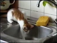 ちょっと間抜けなネコネコ動画。ジャンプしてゴミ箱へインしちゃう子猫ｗｗｗ