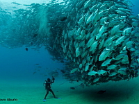 まるで水中の竜巻のように海底から伸びるお魚さんの渦。カボパルモ国立公園