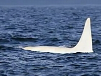 全身が真っ白なシャチが北太平洋で撮影される。これは凄い。神秘的！