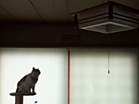 ネコはどじな生き物だ。ニャンコの失敗3つ。ファニーでキュートなネコネコ動画