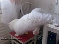 このネコわろた9秒動画。足を踏み外した白猫ちゃんがカッコ悪い事なる映像
