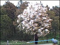 花粉の貯まった木を揺らしてみると！？これは凄い。花粉症のオレ嫌すぎｗ