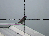 エアガンでスズメや鳩を狙撃する映像をスコープを覗いたハンター視点で。