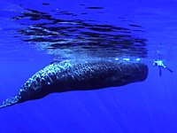 感動の遭遇。マッコウクジラと人間の出会い。とても壮大で美しいビデオ。