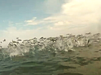 なにこれ凄い。海水浴客の目の前で何千という小魚の群れが大ジャンプ。