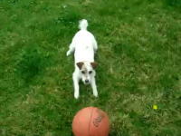 オットセイ犬？鼻先が器用なワンちゃんのボール遊び。これはなかなか凄い。