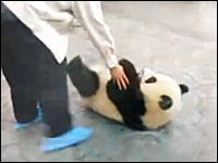 赤ちゃんパンダの本気！飼育員の隙をついてダッシュで脱獄する子パンダ